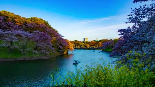 Un timelapse al atardecer del estanque Chidorigafuchi con cerezos en Tokio en primavera zoom de tiro ancho — Vídeos de Stock