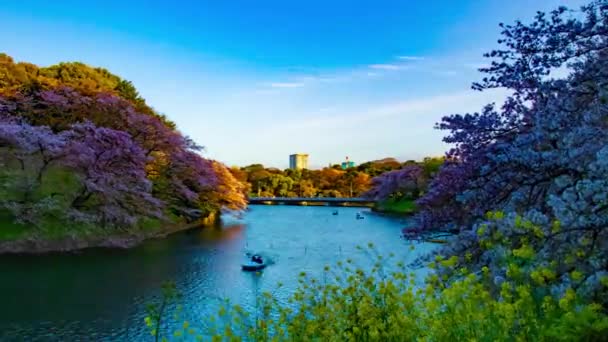 Un atardecer timelapse de Chidorigafuchi estanque con cerezos en Tokio en la primavera panorámica tiro ancho — Vídeos de Stock