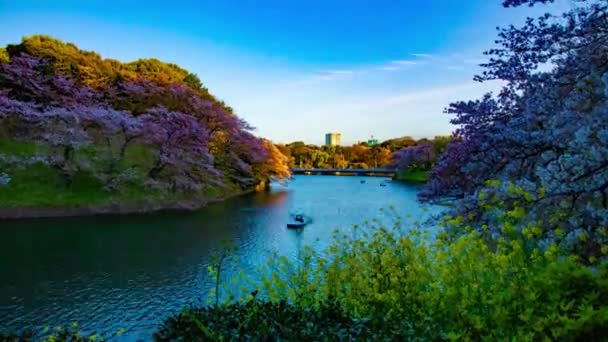 Un atardecer timelapse de Chidorigafuchi estanque con cerezos en Tokio en primavera amplia inclinación tiro — Vídeos de Stock