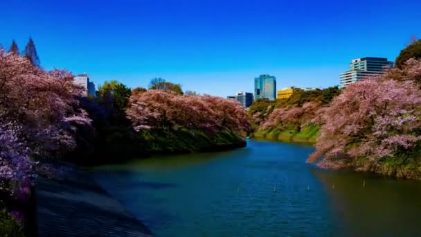 도쿄에 벚나무가 있는 치도리가 푸치 연못의 여과기는 봄에 넓은 샷 확대 — 비디오