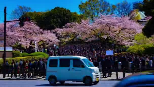 Un timelapse de las multitudes con cerezos en la calle Kudanshita en Tokio en la primavera panorámica de tiro ancho — Vídeos de Stock