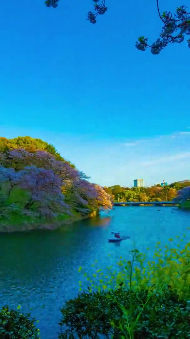 Zachód słońca timelapse Chidorigafuchi staw z wiśniowymi drzewami w Tokio w skoku pionowy strzał zoom — Wideo stockowe