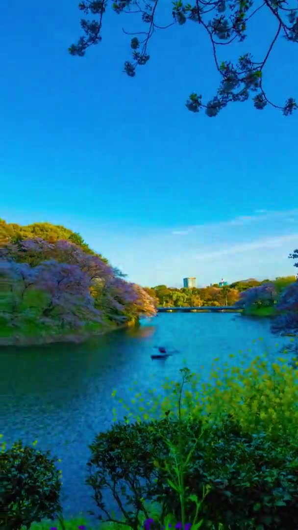 Tokyo 'da ilkbaharda dikey çekimde kiraz ağaçlarıyla Chidorigafuchi gölünün gün batımı zaman çizelgesi. — Stok video
