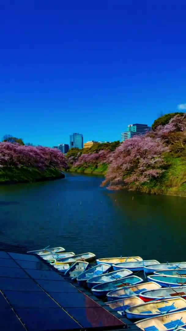 Un timelapse de Chidorigafuchi estanque con cerezos en Tokio en primavera vertical tiro zoom — Vídeo de stock