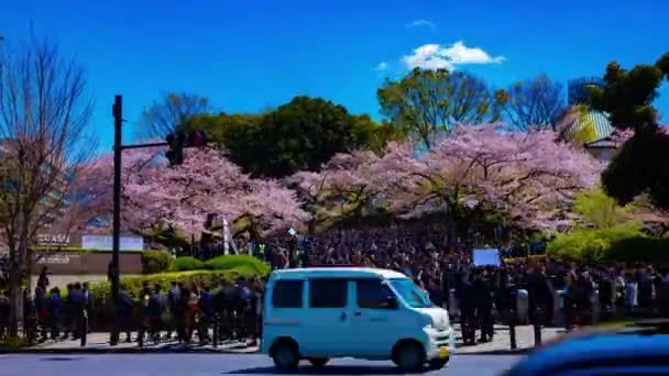 Včasný průběh davu s třešněmi na Kudanshita Street v Tokiu na jaře široký náklon — Stock video