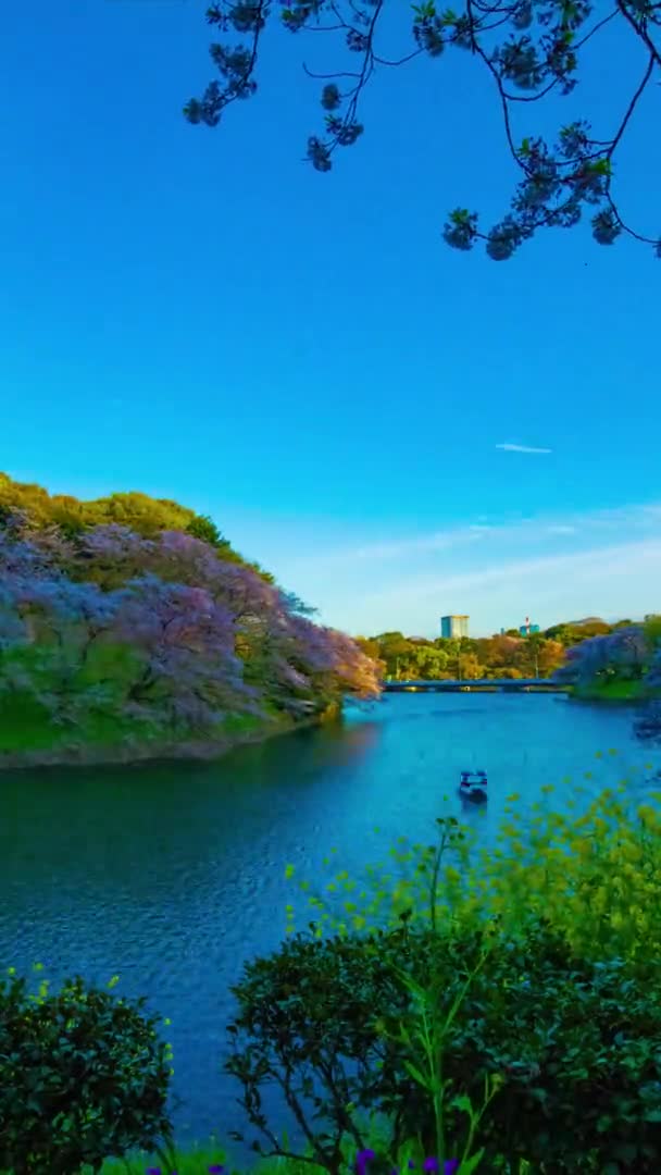 Zachód słońca timelapse Chidorigafuchi staw z wiśniowymi drzewami w Tokio w skoku pionowym strzale — Wideo stockowe