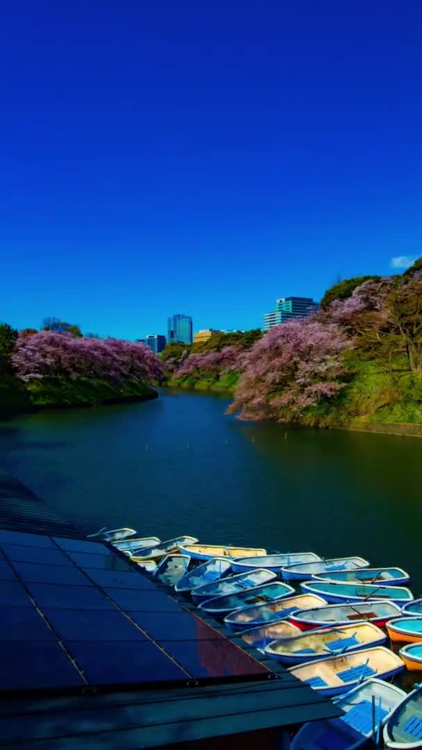 Тімелапсис ставка Чідорігафуті з вишневими деревами в Токіо навесні вертикальний постріл. — стокове відео