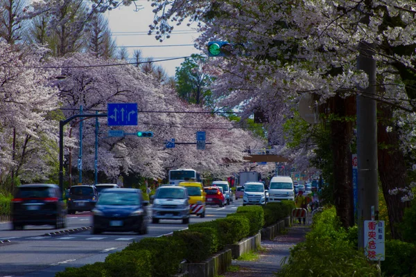 Un tráfico en la calle Cherry Blooms en Kunitachi Tokio — Foto de Stock