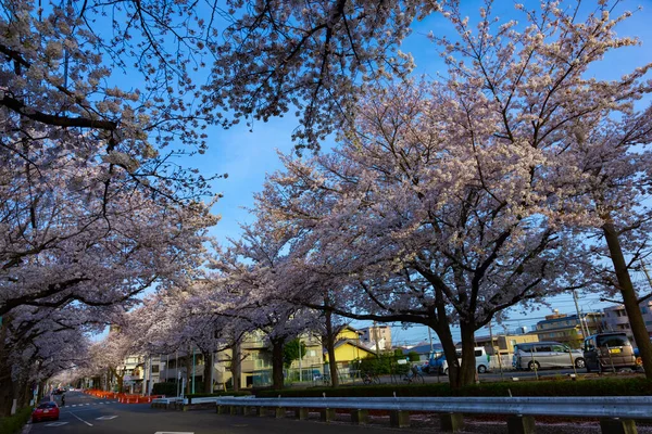 A traffic on the cherry blooms street in Kunitachi Tokyo wide shot — Stock Photo, Image