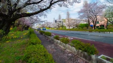 Kunitachi Tokyo 'nun kiraz çiçekleri sokağındaki trafiğin zamanlaması.