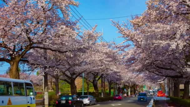 Um timelapse do tráfego na rua das flores da cereja em Kunitachi Tóquio tiro largo panning — Vídeo de Stock