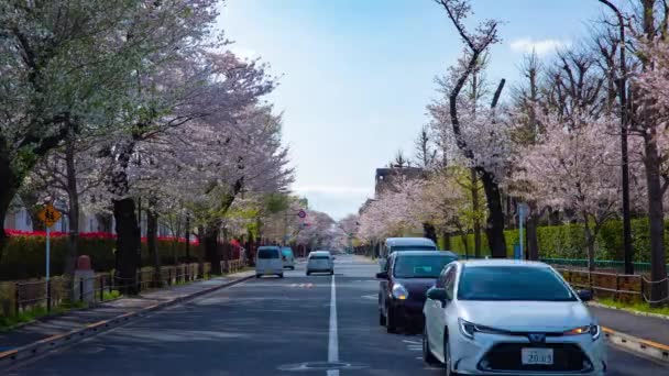 En timelapse av trafik på körsbär blommar gatan i Kunitachi Tokyo — Stockvideo