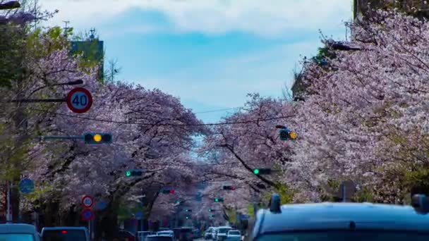 Un timelapse de tráfico en la calle de flores de cerezo en Kunitachi Tokio panorámica tiro largo — Vídeos de Stock