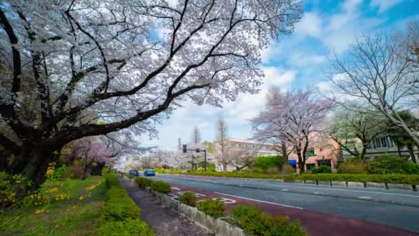 Timelapse ruchu na ulicy kwitnie wiśni w Kunitachi Tokio szerokie ujęcie — Wideo stockowe