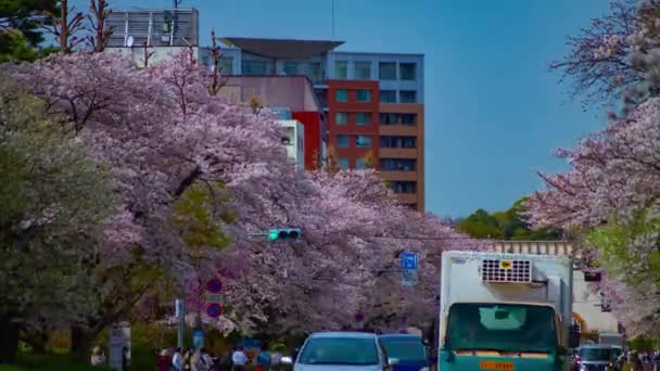Timelapse ruchu na wiśniowej ulicy kwitnie w Kunitachi Tokio — Wideo stockowe