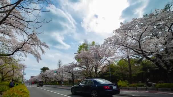 A timelapse of traffic on the cherry blooms street in Kunitachi Tokyo wide shot panning — Stock Video