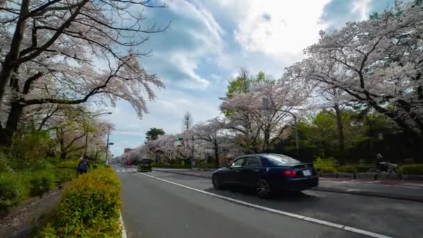 Timelapse ruchu na wiśniowej ulicy kwitnie w Kunitachi Tokio szeroki strzał zoom — Wideo stockowe
