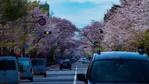 Um timelapse do tráfego na rua das flores da cereja em Kunitachi Tóquio tiro longo — Vídeo de Stock