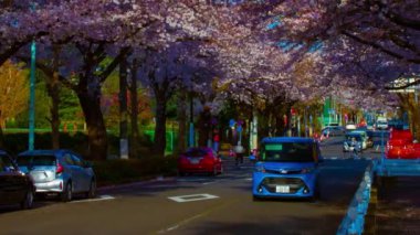 Kunitachi Tokyo 'da kiraz çiçekleri caddesinde trafik yoğunluğu