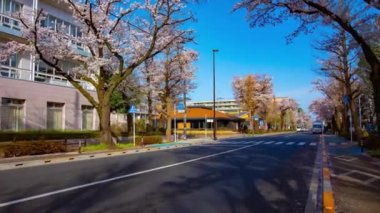 Kunitachi Tokyo 'nun kiraz çiçekleri sokağındaki trafik zamanlaması.