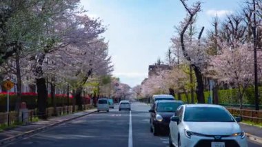Kunitachi Tokyo yakınlarındaki kiraz çiçekleri caddesinde trafik yoğunluğu