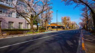Kunitachi Tokyo 'nun kiraz çiçekleri caddesinde trafik yoğunluğu.