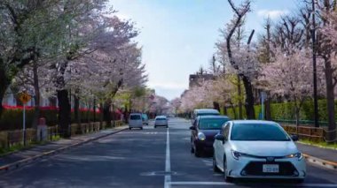 Kunitachi Tokyo tilt 'te kiraz çiçekleri caddesinde trafik yoğunluğu