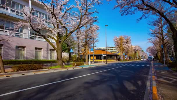 A timelapse of traffic on the cherry blooms street in Kunitachi Tokyo wide shot — Stock Video