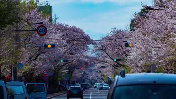 Een tijdspanne van het verkeer op de kers bloeit straat in Kunitachi Tokio lange schot zoom — Stockvideo