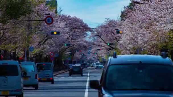 Un timelapse di traffico sulla strada della ciliegia fiorisce in Kunitachi Tokyo inclinazione long shot — Video Stock