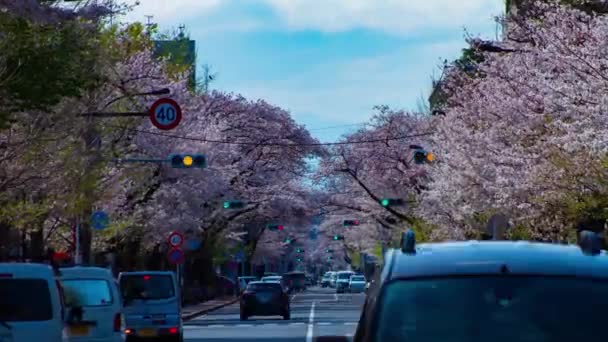 Une chronométrage de la circulation sur la rue des cerisiers en fleurs à Kunitachi Tokyo zoom long — Video