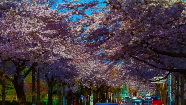 A timelapse of traffic on the cherry blooms street in Kunitachi Tokyo panning — Stock Video