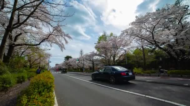 Un timelapse de tráfico en la calle de flores de cerezo en Kunitachi Tokio amplia inclinación tiro — Vídeo de stock