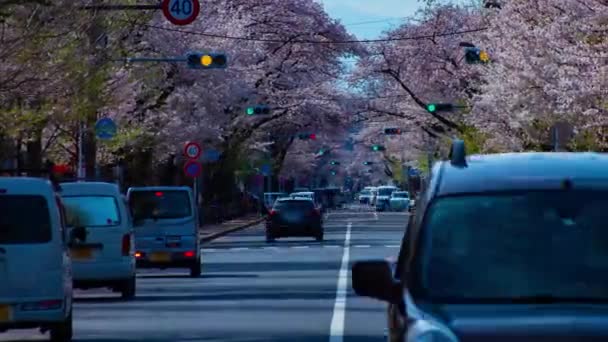 Um timelapse do tráfego na rua das flores da cereja em Kunitachi Tóquio tiro longo panning — Vídeo de Stock