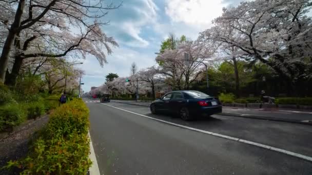 Um timelapse do tráfego na rua das flores da cerejeira em Kunitachi Tokyo inclinação larga do tiro — Vídeo de Stock