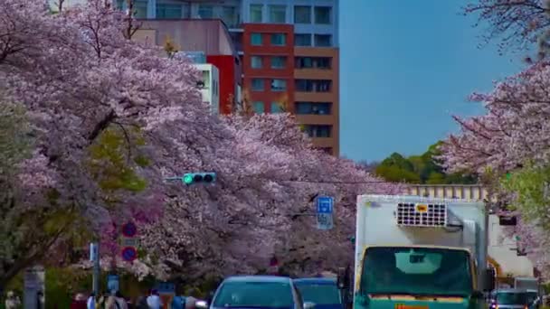 Хронология движения на вишневой улице в Кунитати Токийская панорама — стоковое видео