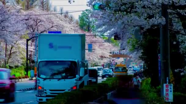 Um timelapse do tráfego na rua das flores da cereja em Kunitachi Tokyo inclinação tiro longo — Vídeo de Stock