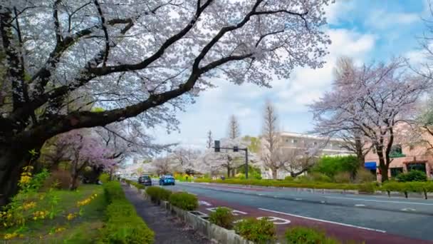 Kunitachi Tokyo 'nun kiraz çiçekleri sokağındaki trafik zamanlaması. — Stok video