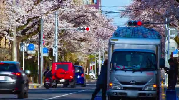 Um timelapse do tráfego na rua das flores da cereja em Kunitachi Tóquio zoom de tiro longo — Vídeo de Stock
