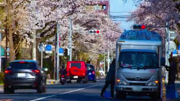 Timelapse ruchu na wiśniowej ulicy kwitnie w Kunitachi Tokio d ³ ugi strzał zoom — Wideo stockowe