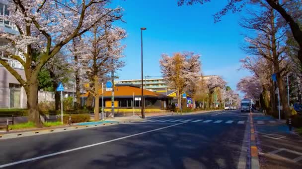 En timelapse av trafik på körsbär blommar gatan i Kunitachi Tokyo bred skott zoom — Stockvideo