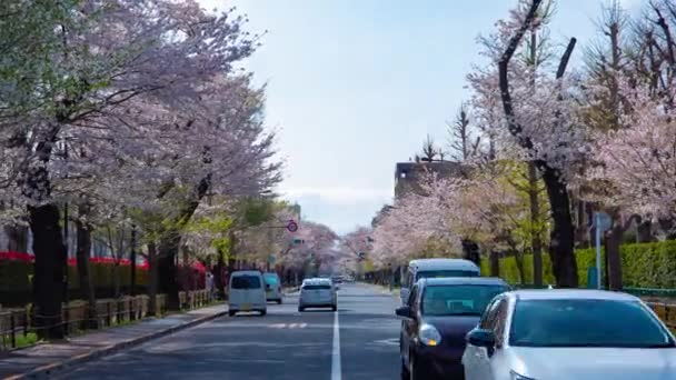 Временная пробка на улице вишневого цвета в Кунитати Токио зум — стоковое видео