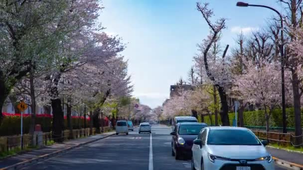 Ein Zeitraffer des Verkehrs auf der Kirschblütenstraße in Kunitachi Tokyo kippt — Stockvideo