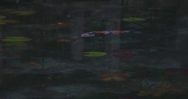 Úszás ponty a gyönyörű zöld tó Gifu Japán — Stock videók