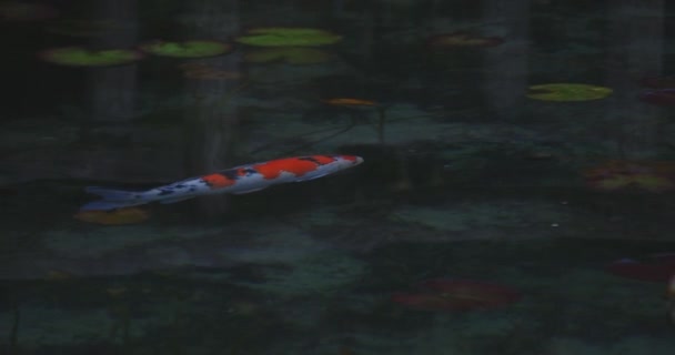 Κολύμβηση κυπρίνου στην όμορφη πράσινη λίμνη στο Gifu Ιαπωνία tracking shot — Αρχείο Βίντεο
