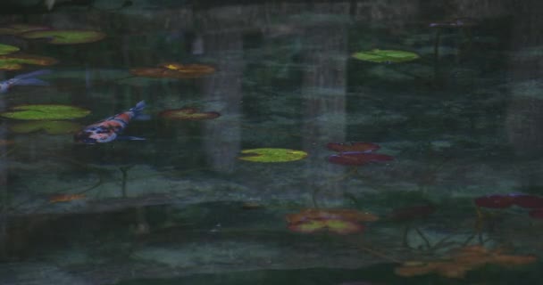 Plavání kapra v krásném zeleném rybníku v Gifu Japonsku — Stock video