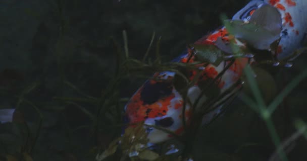 Plavání kapra v krásném zeleném rybníku v Gifu Japonsko sledovací záběr — Stock video