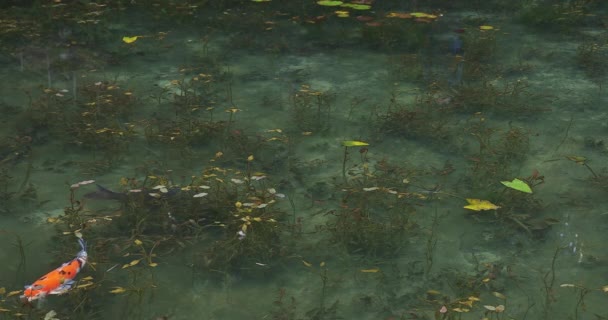在日本吉夫美丽的绿色池塘里游泳的鲤鱼 — 图库视频影像