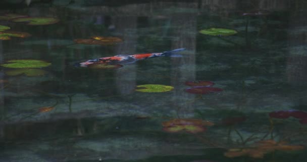 Pływanie karp w pięknym zielonym stawie w Gifu Japonia — Wideo stockowe