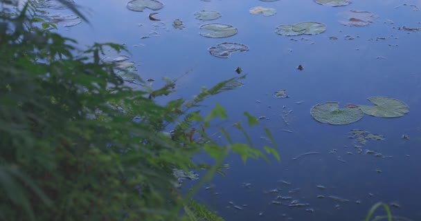 Den vackra gröna dammen i Gifu Japan — Stockvideo